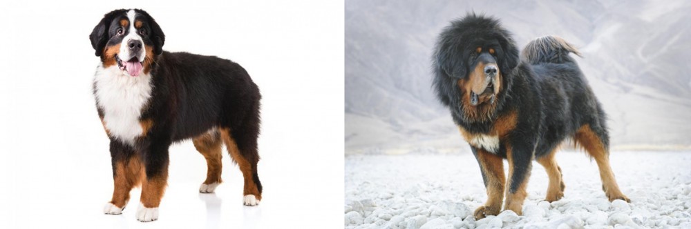 Tibetan Mastiff vs Bernese Mountain Dog - Breed Comparison