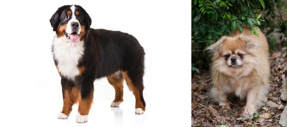 Tibetan Spaniel vs Bernese Mountain Dog - Breed Comparison