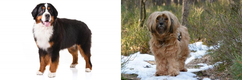 Tibetan Terrier vs Bernese Mountain Dog - Breed Comparison