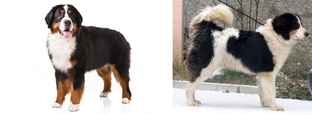 Tornjak vs Bernese Mountain Dog - Breed Comparison