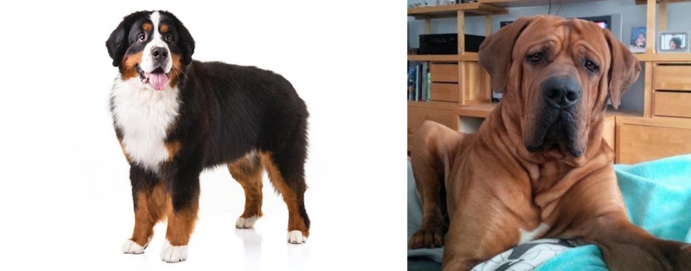Tosa vs Bernese Mountain Dog - Breed Comparison