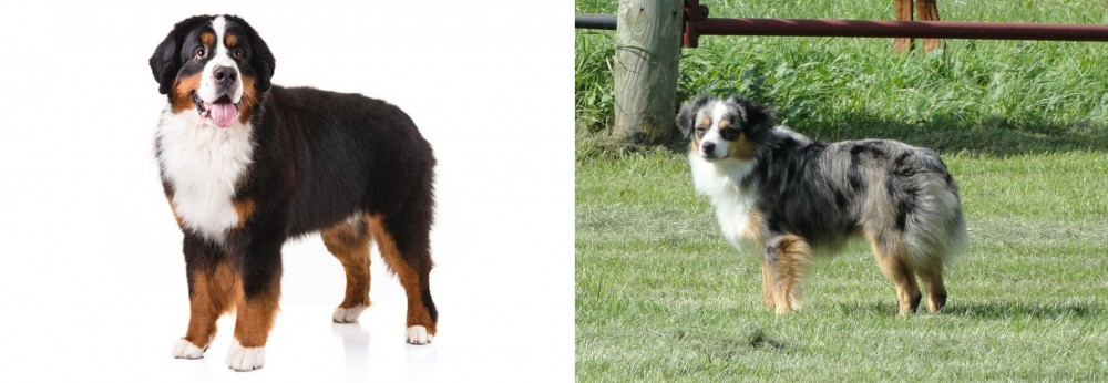 Toy Australian Shepherd vs Bernese Mountain Dog - Breed Comparison