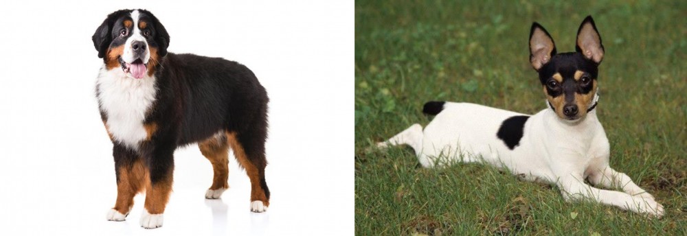 Toy Fox Terrier vs Bernese Mountain Dog - Breed Comparison