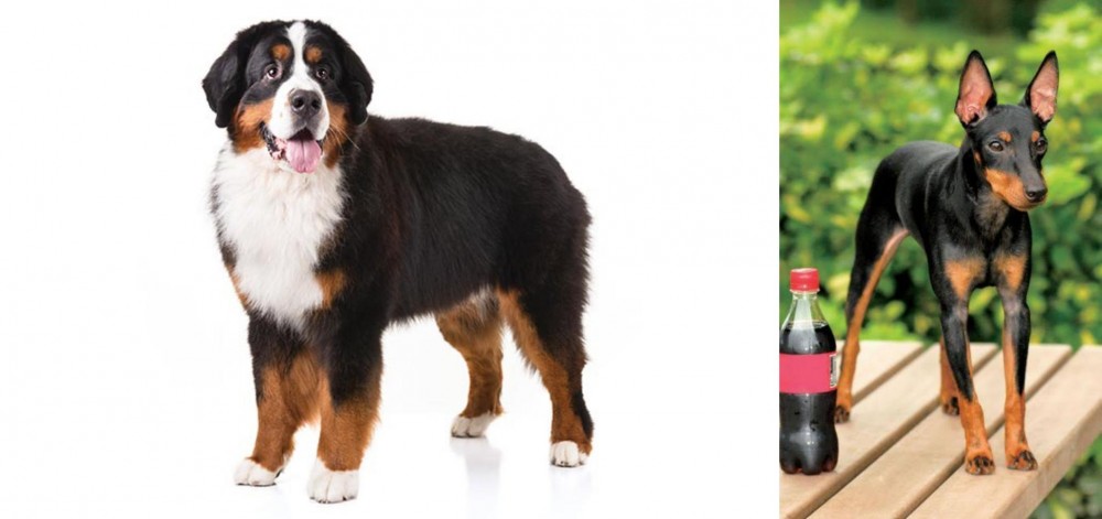 Toy Manchester Terrier vs Bernese Mountain Dog - Breed Comparison