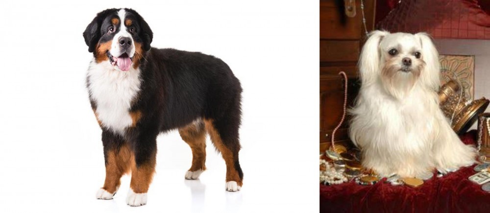 Toy Mi-Ki vs Bernese Mountain Dog - Breed Comparison