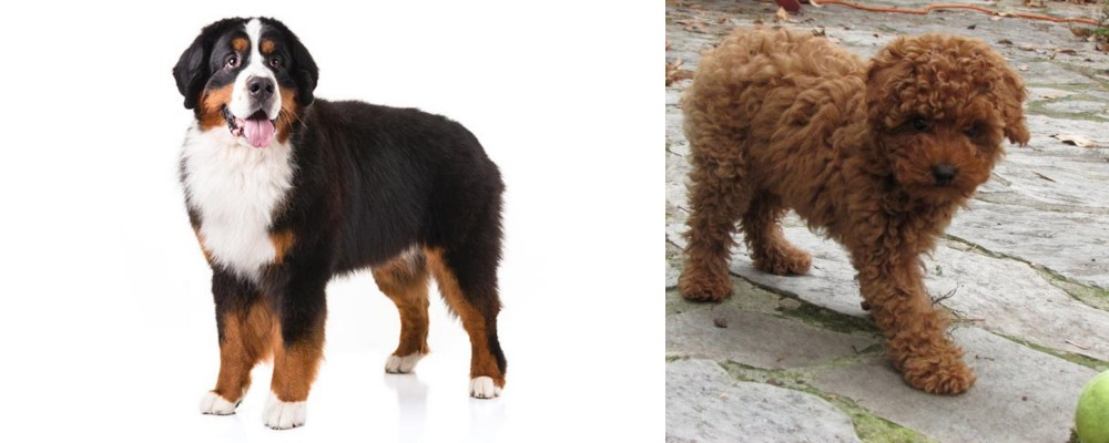 Toy Poodle vs Bernese Mountain Dog - Breed Comparison