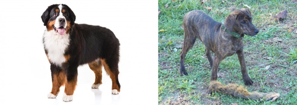 Treeing Cur vs Bernese Mountain Dog - Breed Comparison