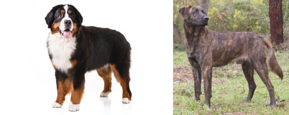 Treeing Tennessee Brindle vs Bernese Mountain Dog - Breed Comparison