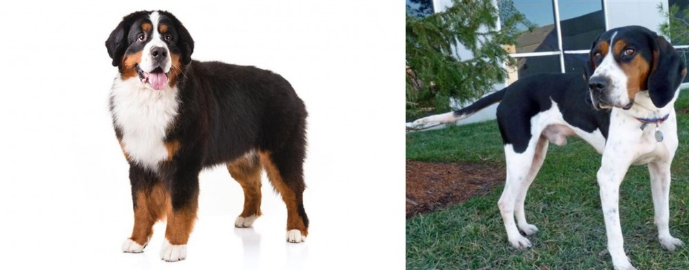 Treeing Walker Coonhound vs Bernese Mountain Dog - Breed Comparison
