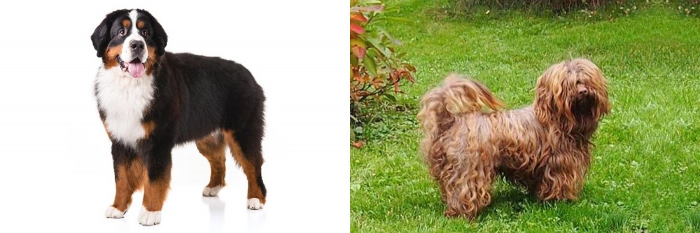 Tsvetnaya Bolonka vs Bernese Mountain Dog - Breed Comparison