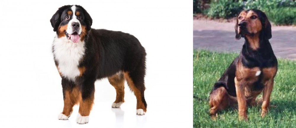 Tyrolean Hound vs Bernese Mountain Dog - Breed Comparison