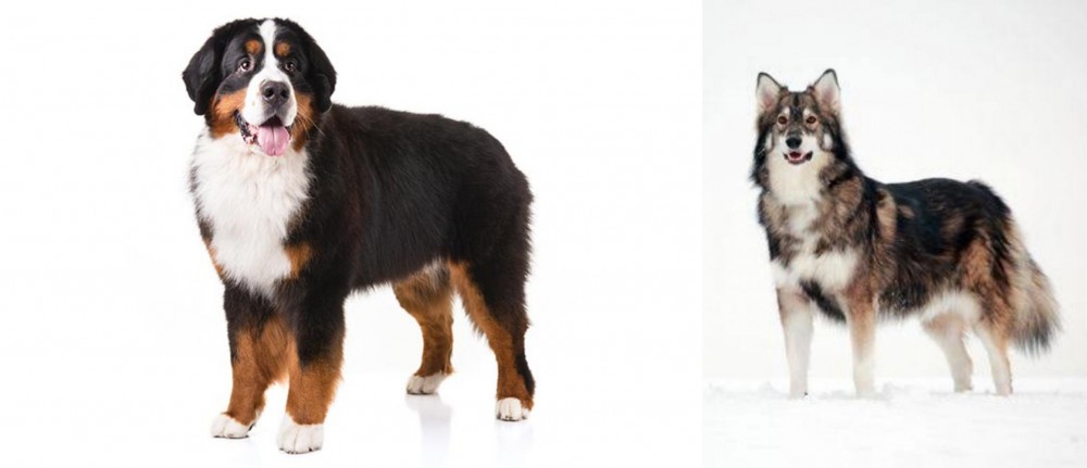 Utonagan vs Bernese Mountain Dog - Breed Comparison