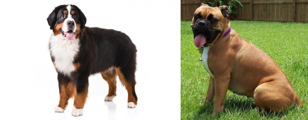Valley Bulldog vs Bernese Mountain Dog - Breed Comparison