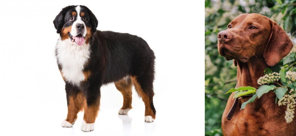 Vizsla vs Bernese Mountain Dog - Breed Comparison
