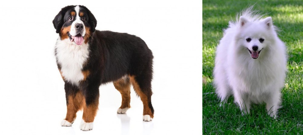Volpino Italiano vs Bernese Mountain Dog - Breed Comparison