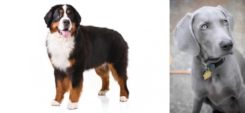 Weimaraner vs Bernese Mountain Dog - Breed Comparison