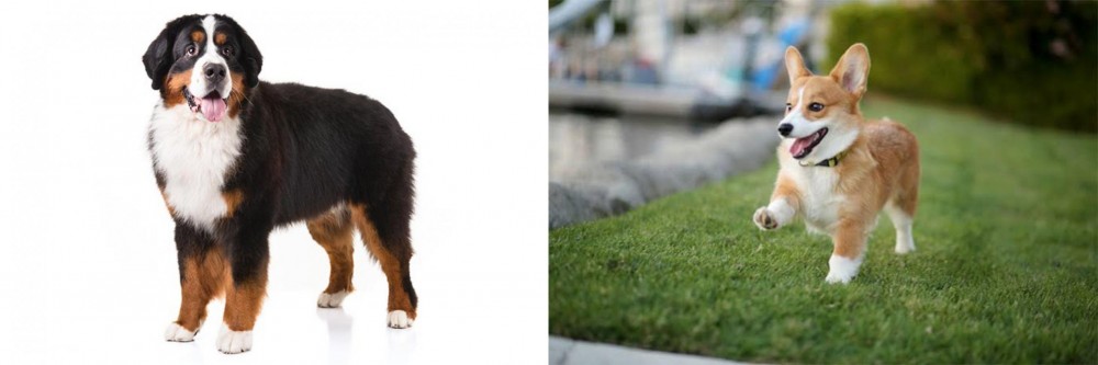 Welsh Corgi vs Bernese Mountain Dog - Breed Comparison