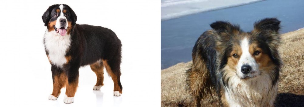 Welsh Sheepdog vs Bernese Mountain Dog - Breed Comparison