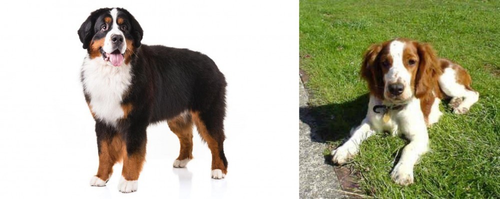 Welsh Springer Spaniel vs Bernese Mountain Dog - Breed Comparison