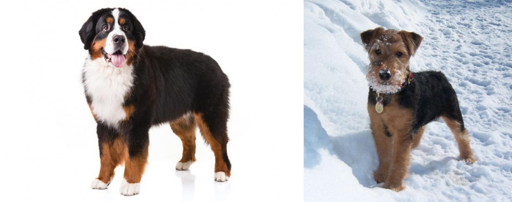Welsh Terrier vs Bernese Mountain Dog - Breed Comparison