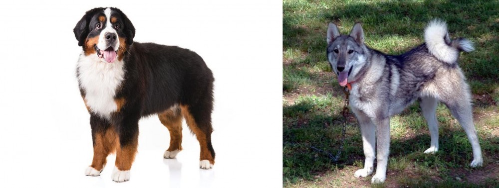 West Siberian Laika vs Bernese Mountain Dog - Breed Comparison