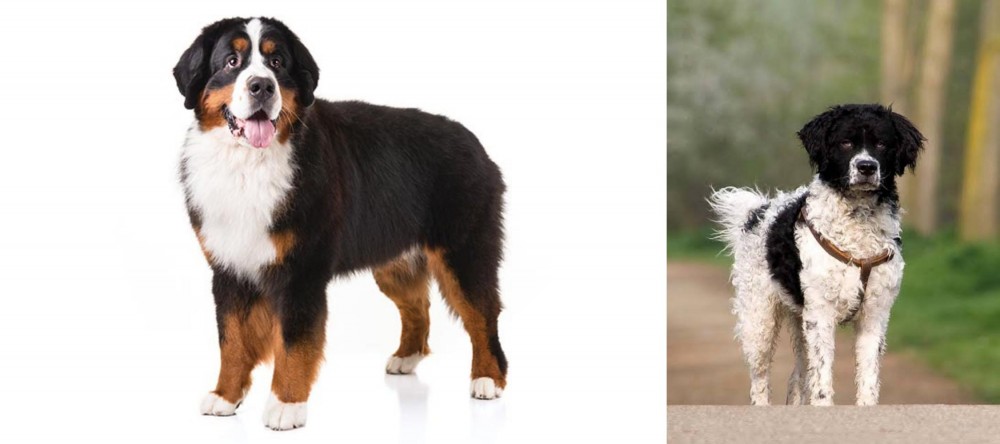 Wetterhoun vs Bernese Mountain Dog - Breed Comparison