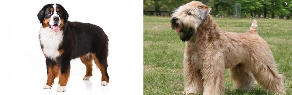 Wheaten Terrier vs Bernese Mountain Dog - Breed Comparison