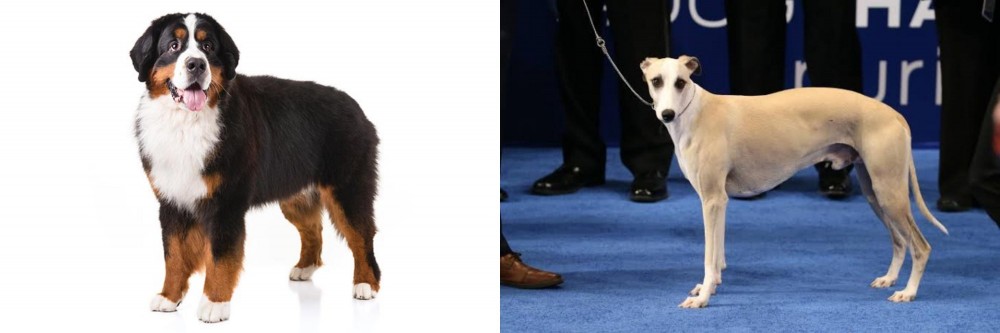 Whippet vs Bernese Mountain Dog - Breed Comparison