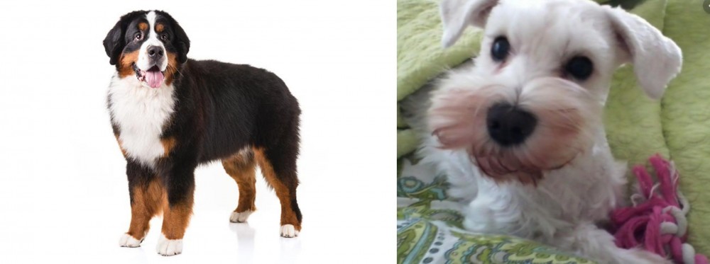 White Schnauzer vs Bernese Mountain Dog - Breed Comparison