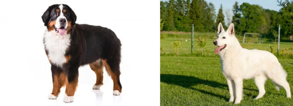 White Shepherd vs Bernese Mountain Dog - Breed Comparison
