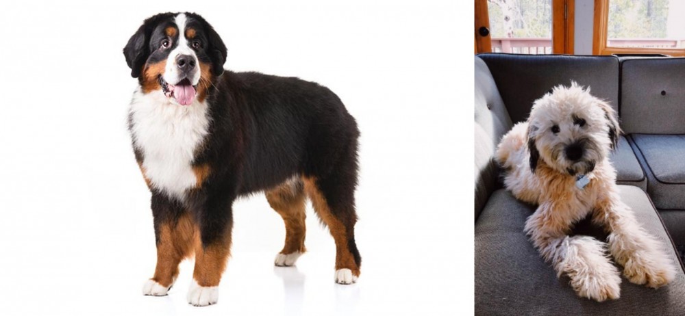 Whoodles vs Bernese Mountain Dog - Breed Comparison