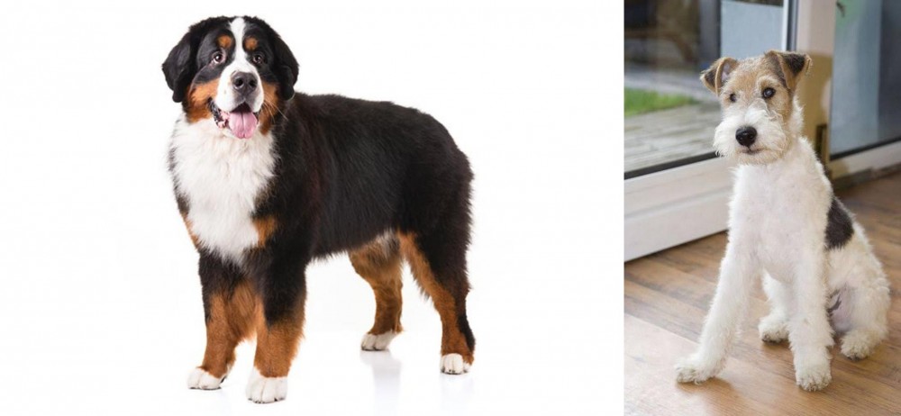 Wire Fox Terrier vs Bernese Mountain Dog - Breed Comparison