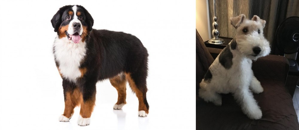 Wire Haired Fox Terrier vs Bernese Mountain Dog - Breed Comparison