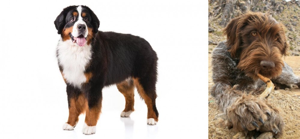 Wirehaired Pointing Griffon vs Bernese Mountain Dog - Breed Comparison