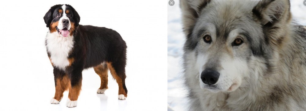 Wolfdog vs Bernese Mountain Dog - Breed Comparison