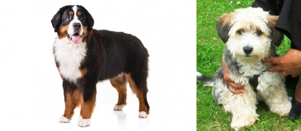 Yo-Chon vs Bernese Mountain Dog - Breed Comparison