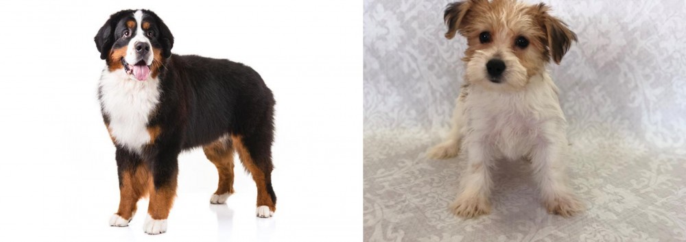 Yochon vs Bernese Mountain Dog - Breed Comparison