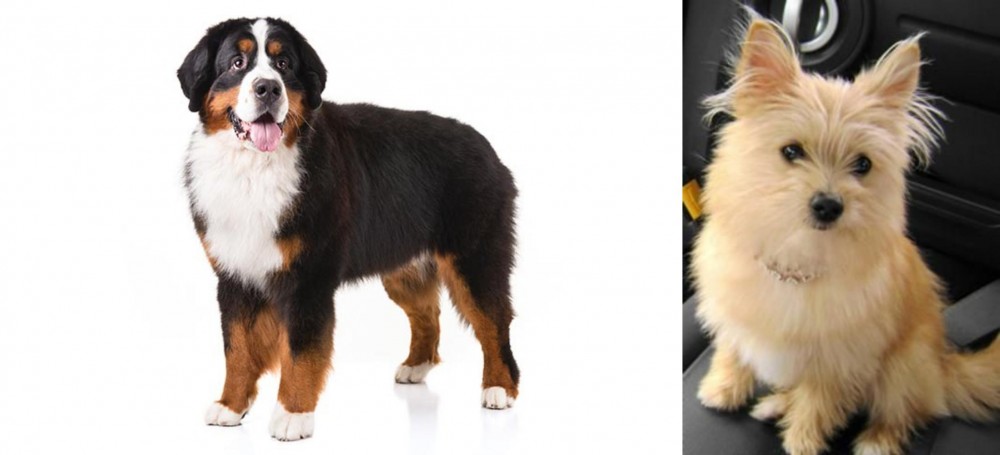 Yoranian vs Bernese Mountain Dog - Breed Comparison