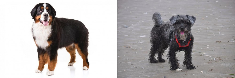 YorkiePoo vs Bernese Mountain Dog - Breed Comparison