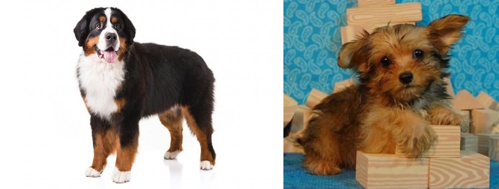 Yorkillon vs Bernese Mountain Dog - Breed Comparison