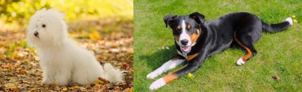 Appenzell Mountain Dog vs Bichon Bolognese - Breed Comparison