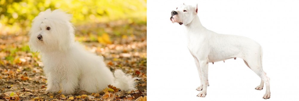 Argentine Dogo vs Bichon Bolognese - Breed Comparison