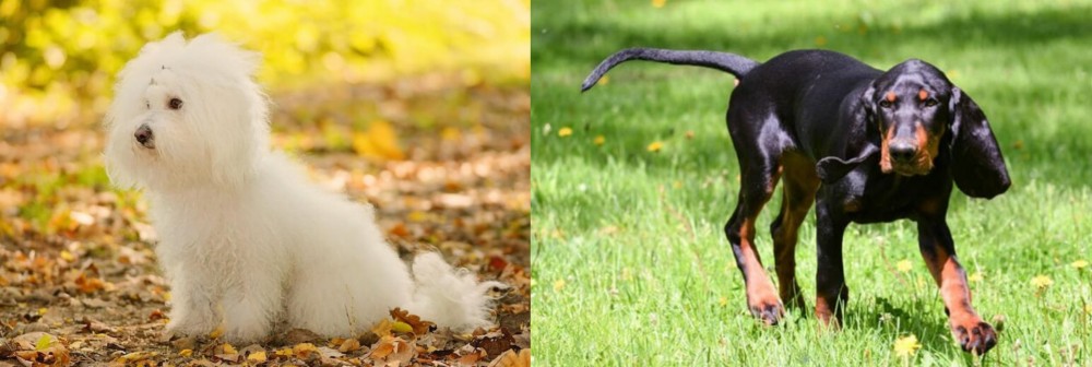 Black and Tan Coonhound vs Bichon Bolognese - Breed Comparison