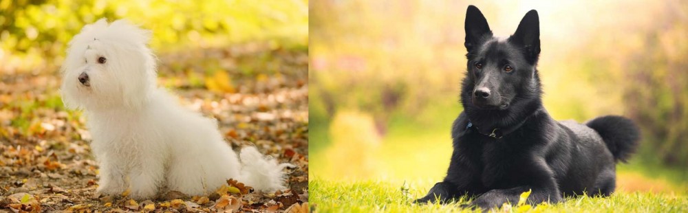 Black Norwegian Elkhound vs Bichon Bolognese - Breed Comparison