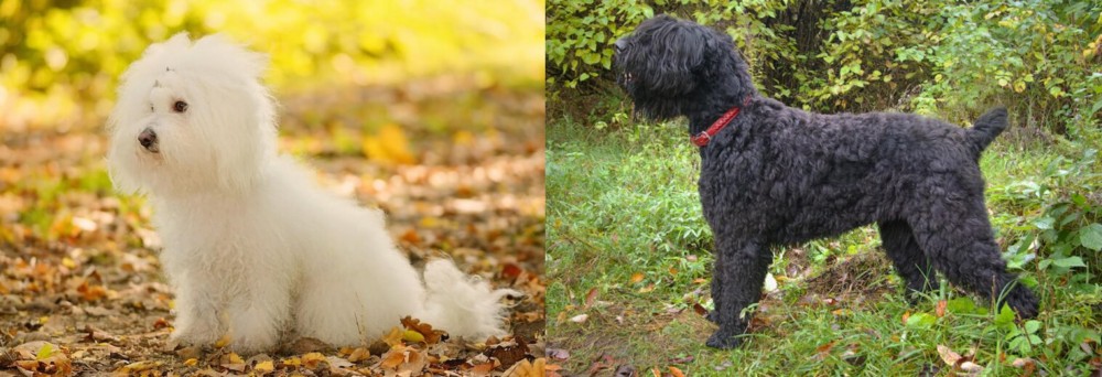 Black Russian Terrier vs Bichon Bolognese - Breed Comparison