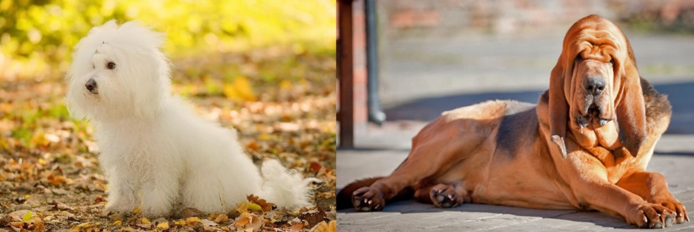 Bloodhound vs Bichon Bolognese - Breed Comparison