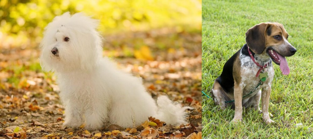 Bluetick Beagle vs Bichon Bolognese - Breed Comparison