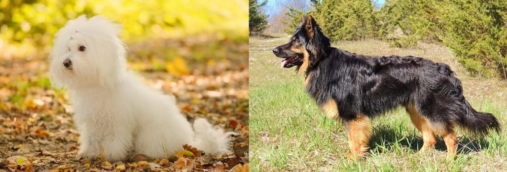 Bohemian Shepherd vs Bichon Bolognese - Breed Comparison