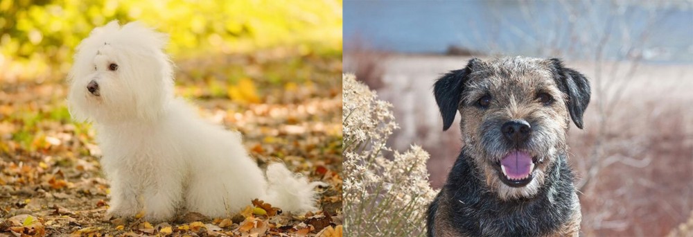Border Terrier vs Bichon Bolognese - Breed Comparison
