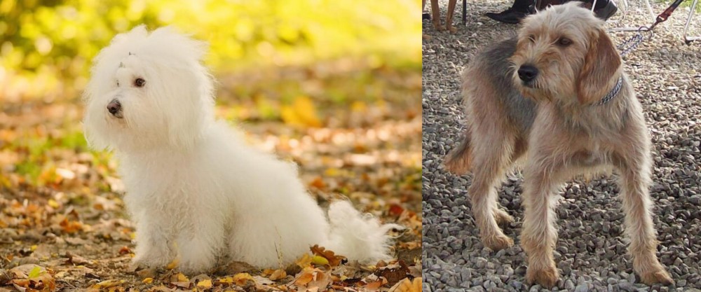 Bosnian Coarse-Haired Hound vs Bichon Bolognese - Breed Comparison